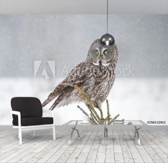 Picture of Great grey owl perched on top of pine tree in Canada